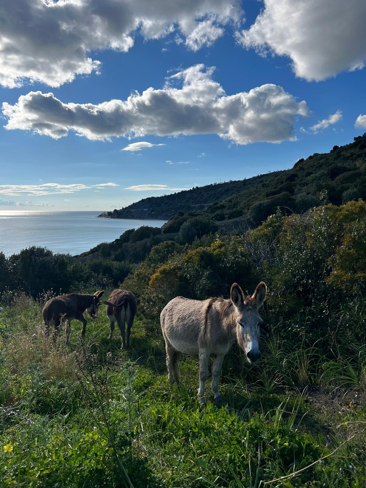 Tenuta degli Eremi - Acciaroli (SA)